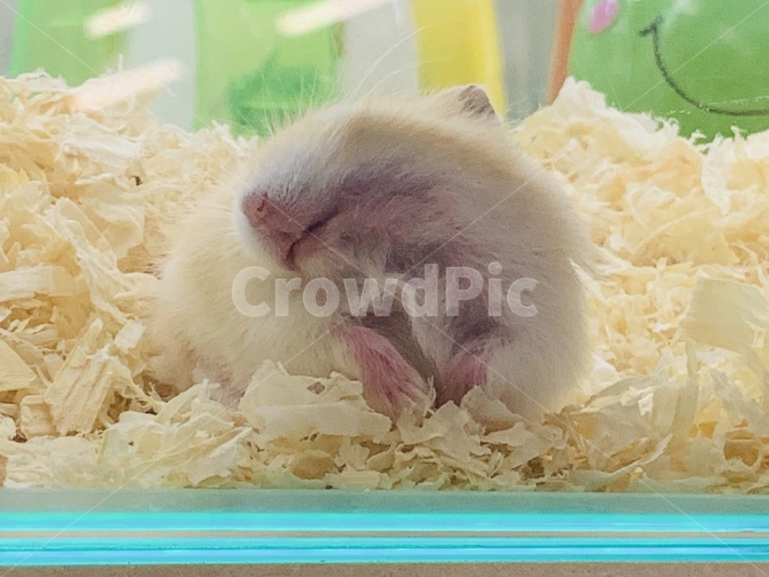 햄스터,소동물,반려동물,동물,설치류,햄스터케이지,케이지,톱밥,rodents,hamster,smallanimal,pet,animal,cage,sawdust,잠,sleep