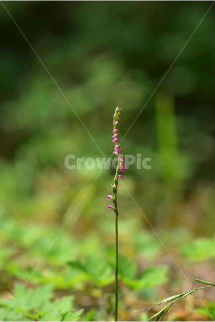 타래난초,야생화,생태,식물,자연,꽃,힐링,플라워,wildflower,flower,plants,nature,season,감성,느낌,emotion,feeling,초본,난초과,타래난초속,식물,자연,plants,nature,꽃,flower