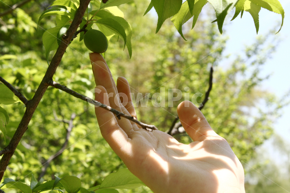 자연,손,나뭇잎,나무,nature,hand,tree,햇빛