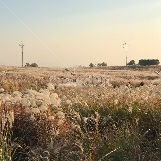 서울,하늘공원,갈대,갈대밭,자연,grass,잔디,plant,식물,lawn