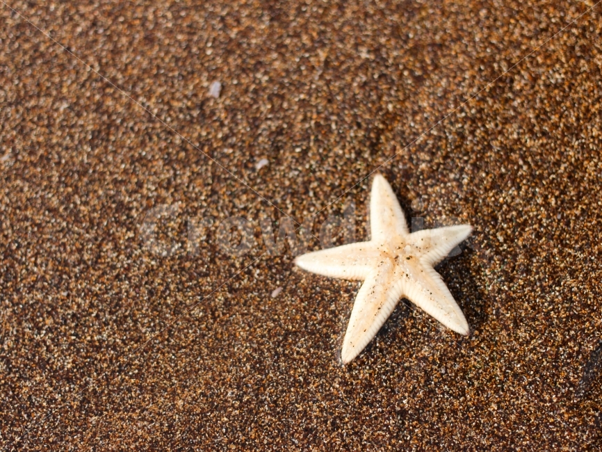 불가사리,바다,모래,해변,바닷가,생명,여름,별,해변,바다,beach,sea,감성,sensible,feeling