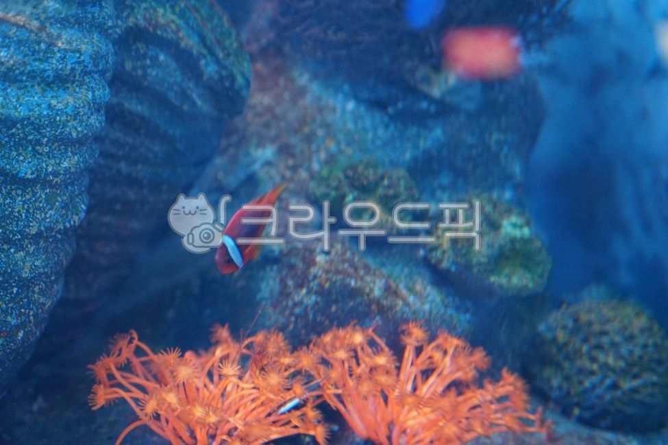 도리,블루탱,bluetang,수족관,물고기,water,fish,animal,물,산호,수영,블루,해양생물,sea,아쿠아리움,암초,산호초,니모