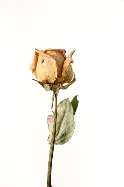 꽃,장미,로즈,장미꽃,플라워,드라이,드라이플라워,말린,말려놓은,마른,노란색,노랑,옐로우,말린장미,식물,자연,flower,dry,dried,dryflower,yellow,green,rose,줄기,dryrose,plant,nature,흰배경,잎,나뭇잎,잎사귀,leaf,꽃,flower,누끼,remove background
