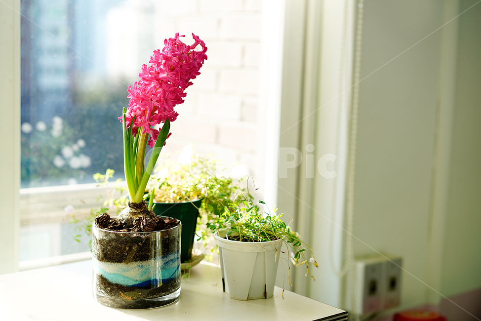 꽃,플라워,식물,생명,생물,핑크,분홍,컬러,color,flower,pink,화분,취미,녹색,그린,꽃,flower,실내용화초,화분,화초,house plant