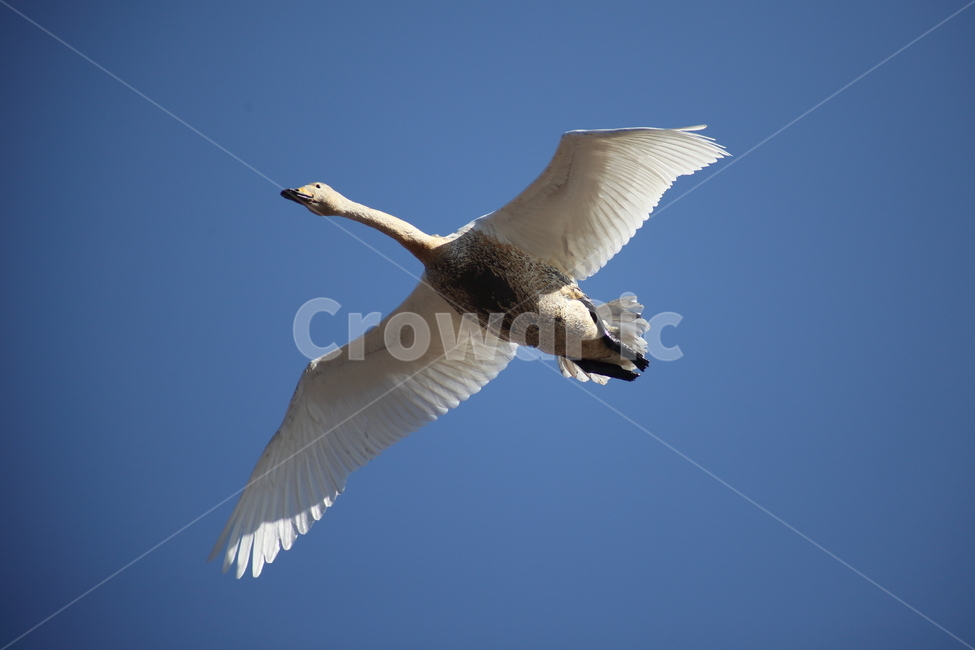 백조,고니,새,야생동물,swan,철새,큰고니,동물,animal,조류,새,birds