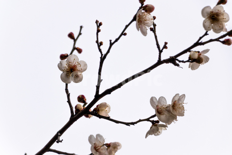 매화,매화꽃,매실꽃,흰매화,백매화,봄,계절,spring,season,식물,자연,plants,nature,꽃,flower,plant
