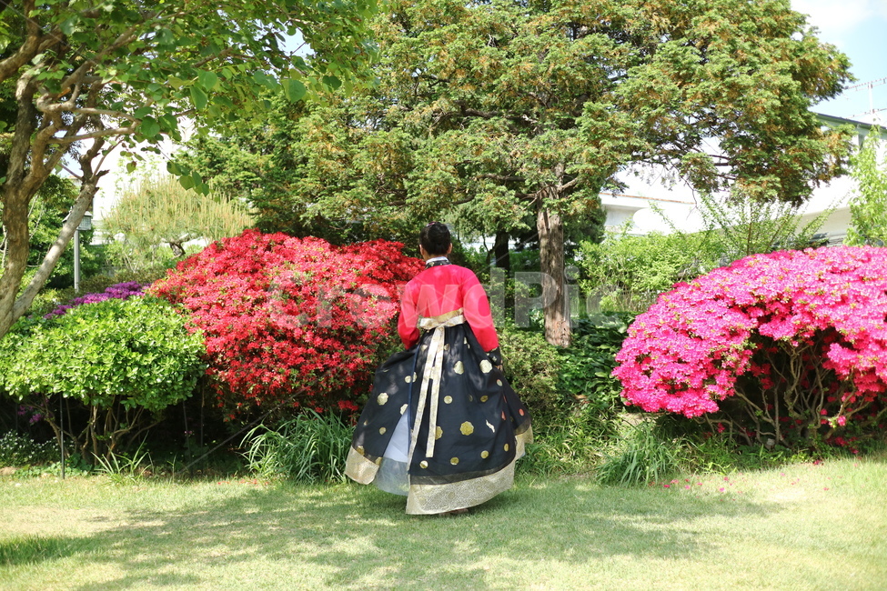 북촌한옥마을,한복,여자한복,빨간한복,옷,패션,옥외,마당,마당식물,정원,식물,garden,outdoors,화단,꽃,진달래,clothing,의류,apparel,의복,한복,한국전통의상,hanbok,korean traditional clothes