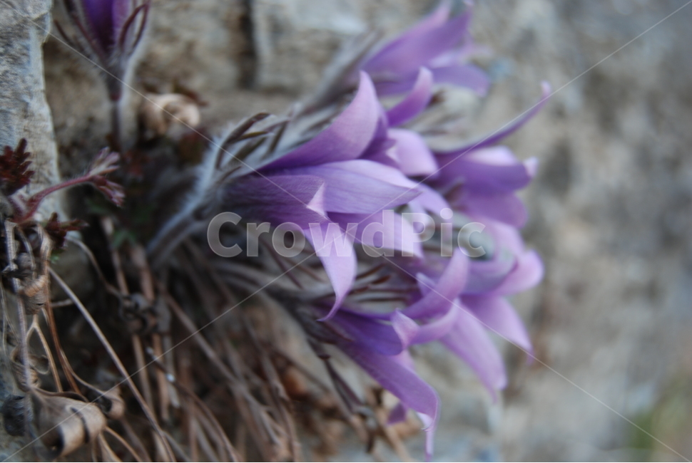동강,들꽃,봄,자연,공원,봄,계절,spring,season,식물,자연,plants,nature,꽃,flower,plant,blossom