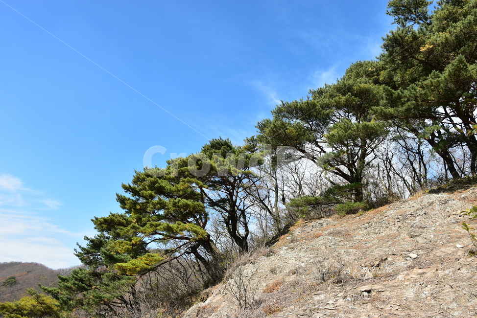 자연,풍경,하늘,소나무,계절,가을,나무,백암산,fall,autumn,season,nature,landscape,한국자연풍경,한국자연경관,korea,tree,maple,leaf,명풍송,바위,가을,계절,fall,autumn,season,자연,풍경,nature,landscape,plant,식물,ground,바닥