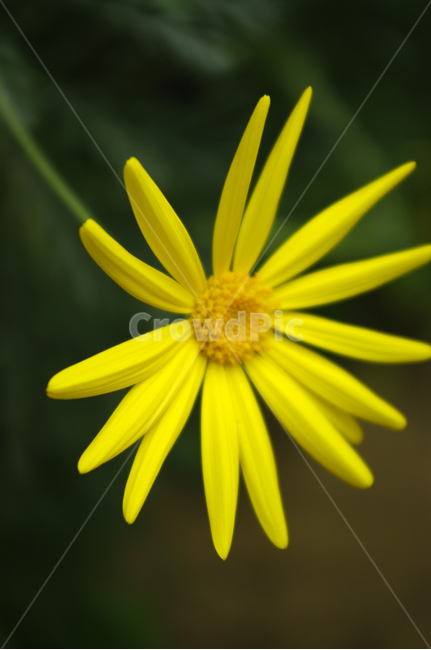 디모르포세카,식물,꽃,flower,plant,color,식물,자연,plants,nature,꽃,flower