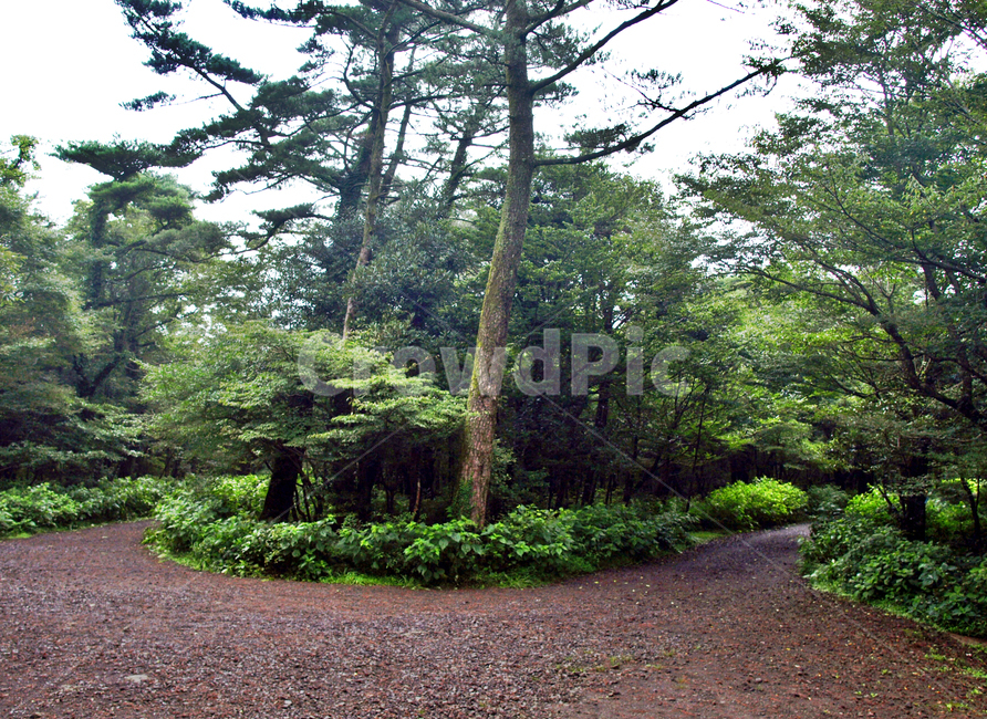 숲,숲길,사려니숲길,제주,자연림,휴양림,힐링,명소,비경,나무,풍경,자연,gravel,자갈,dirt road,흙길,road,도로,plant,식물,tree,ground,바닥