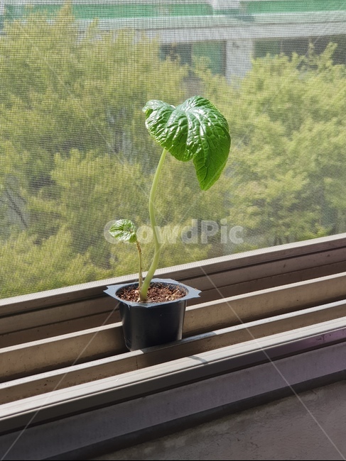 와사비,식물,봄,배경,창틀