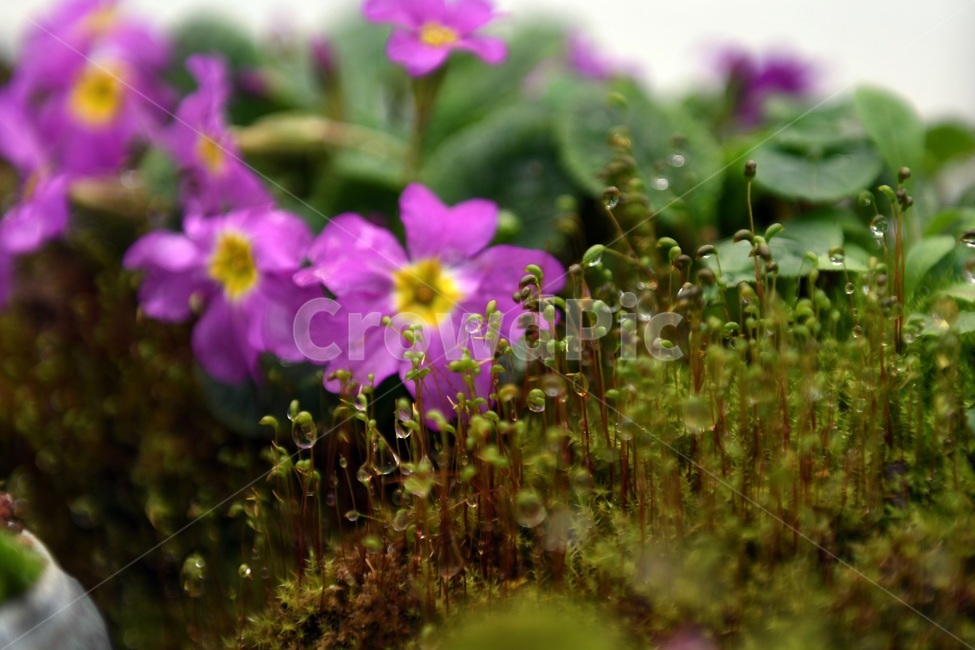 식물,꽃,감성사진,자연,flower,꽃사진,봄,봄꽃,계절,빗방울,비,감성,4월,spring,힐링,자연풍경,풍경,식물,자연,plants,nature,꽃,flower