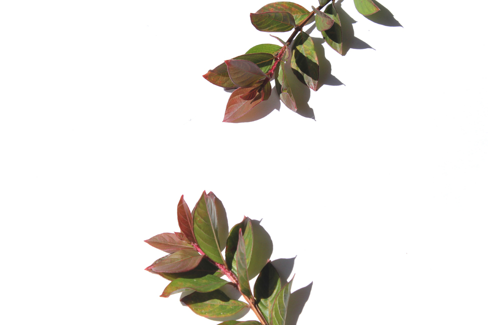autumn,blueberry,blueberryleaf,blueberryleaves,branch,closeup,fall,green,leaf,leaves,nature,plant,red,white,가을,블루베리,블루베리잎,가지,나뭇가지,나뭇잎,잎,잎사귀,낙엽,식물,자연,흰배경,빨강,레드,그린,녹색,붉은색,물들다,물든,식물,자연,plants,nature,누끼,remove background