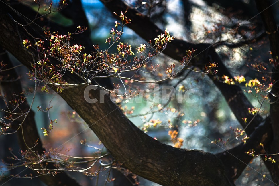봄,새순,저녁빛에새싹,역광,여린새싹,식물,자연,plants,nature