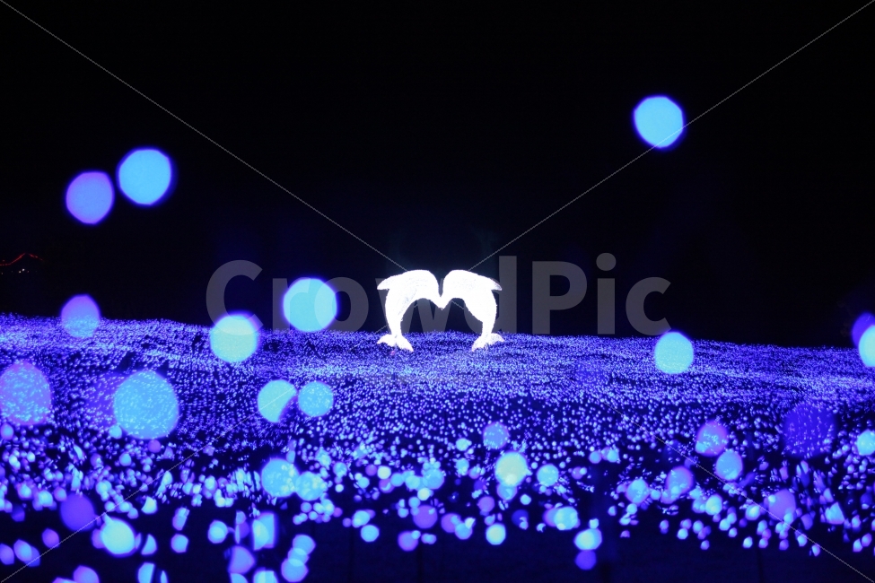 강원도,아침고요수목원,수목원,야경,야경사진,빛사진,보케사진,보케,빛,동물,돌고래,고래,빛축제,festival,축제,스냅,스냅사진,snap,snapshot,사진,Photo,Photography,Photographer,감성,감성사진,별빛,별빛축제,야경,밤,풍경,nightscape,night,landscape,축제,행사,festival,carnival,event,감성,sensible,feeling,light,lighting,조명