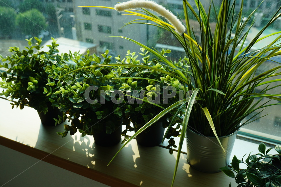 식물,화분,창가,반려식물,plant,작은화분,창문,유리창,실내용화초,화분,화초,house plant