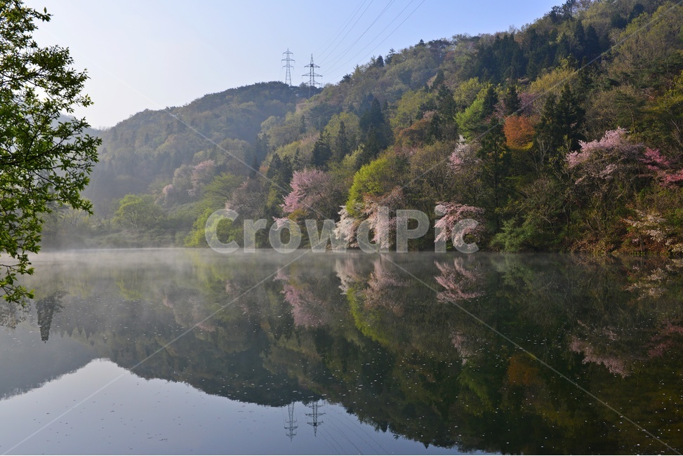 전남,화순,세량지,세량제,저수지,벚꽃,산벚꽃,봄,계절,반영,물안개,여명,아침,nature,자연,outdoors,옥외,water,물,plant,식물,fir,전나무,tree,나무,weather,날씨,경치,경관,풍경