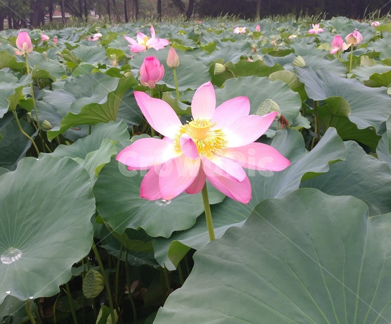 풍경,꽃,자연,풀,식물,식물,자연,plants,nature,꽃,flower