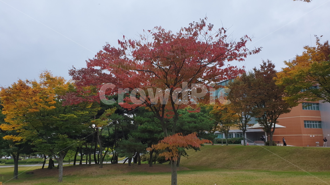 가을,단풍,단풍나무,자연,나무