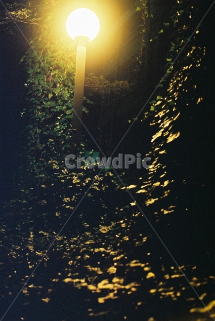 전등,가로수,가로수길,밤거리,밤,불빛,필름,등,야경,밤,풍경,nightscape,night,landscape,감성,sensible,feeling,light,빛,flare,플레어