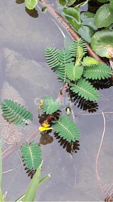 물아카시꽃,물아카시아,노란색여름꽃,물미모사,물신경초