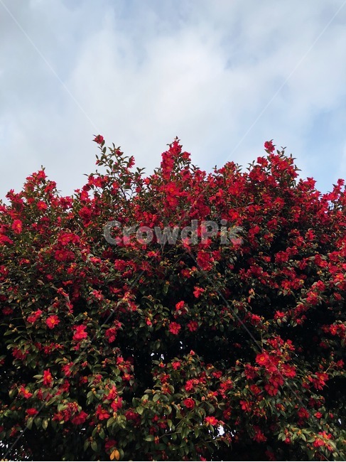 동백꽃,동백나무,동백,꽃,제주동백,식물,plant,nature,jeju,sky,하늘,자연,배경