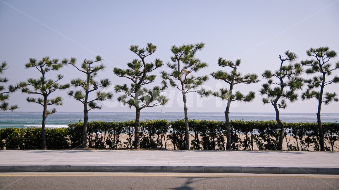 tree,나무,palmtree,plant,식물,해수욕장,바다,거리,자연,자연,풍경,nature,landscape