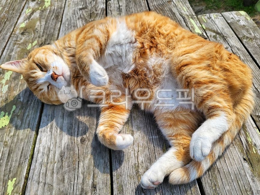 고양이,반려동물,길냥이,반려묘,애완동물,아침,햇살,힐링,동물,animal,cat,pet,휴식,포유류