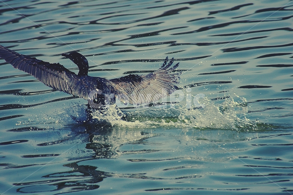 오리,날다,fly,duck,호수,lake,새,bird,검정,black,동물,animal,조류,새,birds,감성,sensible,feeling