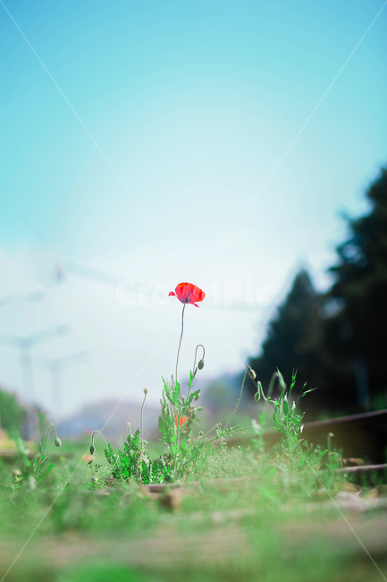 양귀비,꽃,빨간꽃,풀,초록,여름,flower,green,korea,red