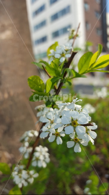 꽃,자연,힐링,벗꽃,식물,햇살,숲,화이트,봄,계절,spring,season,식물,자연,plants,nature,꽃,flower,plant