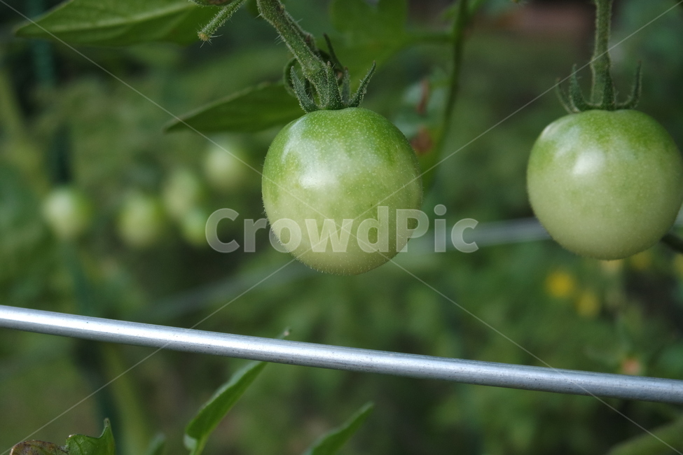토마토,자연,열매,식물,생명,시골,nature,과일,열매,fruit,채소,야채,vegetables