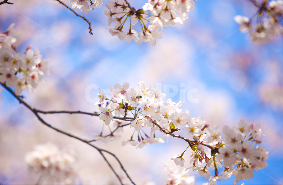벚꽃,봄,srpingcherryblossom,꽃,계절,springseason,식물,자연,plantsnatureflower,봄,계절,spring,season,식물,자연,plants,nature,꽃,flower,감성,sensible,feeling,plant,blossom,cherry blossom