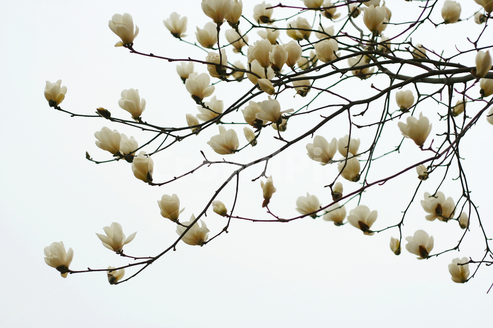 목련꽃,목련나무,목련꽃잎,목련꽃송이,목련숲,식물,자연,plants,nature,꽃,flower