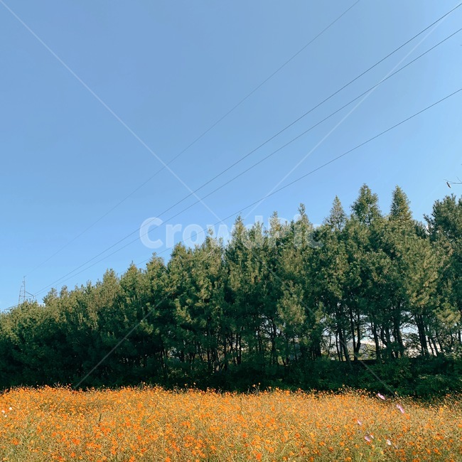코스모스,나무,tree,식물,가을,노란꽃,풍경,가을,계절,fall,autumn,season,자연,풍경,nature,landscape,plant,fir,전나무