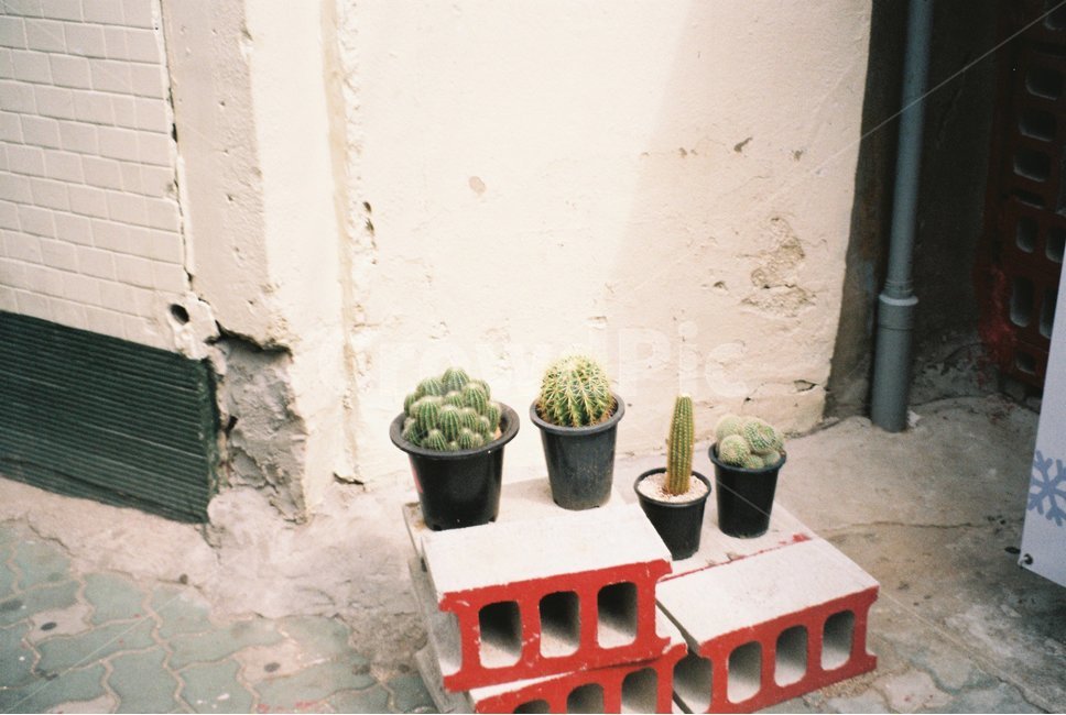 plant,식물,cactus,선인장,벽돌,벽