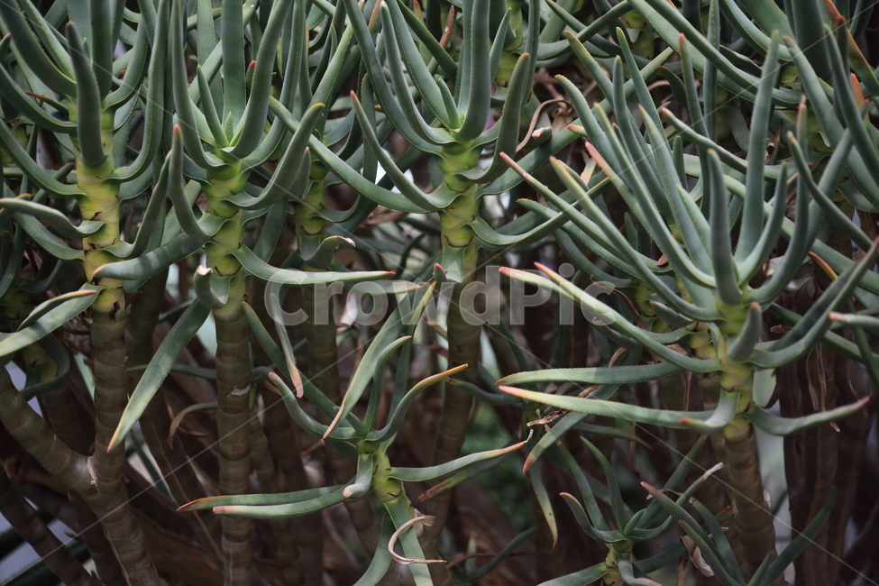 알로에,디초토마,나무알로에,aloedichotoma,aloidendrondichotomum