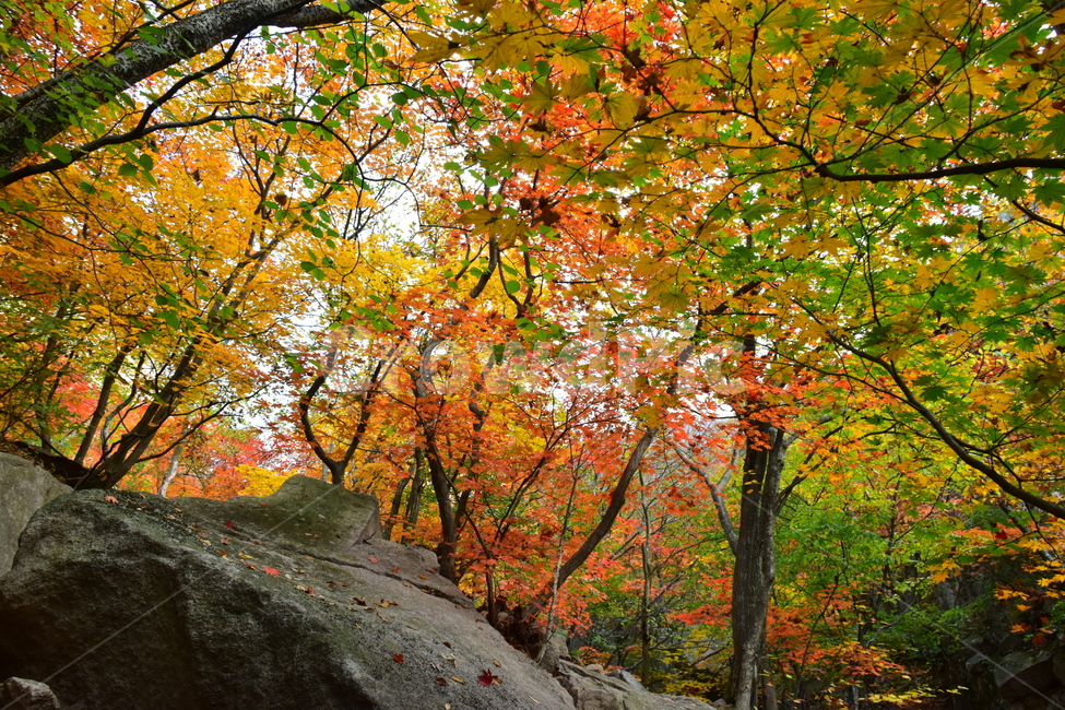 가을,단풍,자연,풍경,북한산,잎,단풍잎,붉은,나무,계절,계곡,숲,힐링,plant,fall,autumn,season,forestnature,landscape,한국자연풍경,한국자연경관,korea,tree,maple,leaf,가을,계절,fall,autumn,season,자연,풍경,nature,landscape,식물,plants,나무,trees,wood,tree trunk,나무 줄기