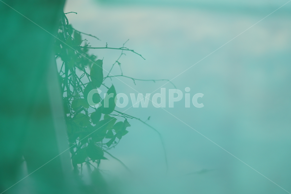 식물,나무,물,반영,그림자,생물,잎,나뭇가지,감성,녹색,green,식물,자연,plants,nature,실루엣,그림자,silhouette,shadow