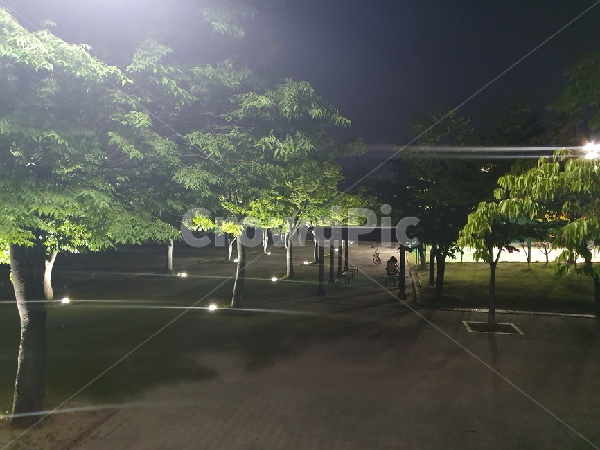 야경풍경,나무들,연두나무,공원,쉼터