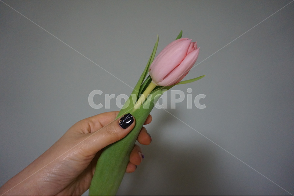 튤립,튤립사진,꽃사진,꽃,봄,봄꽃,봄이오는소리,감성사진,느낌사진,손사진,꽃을들있는손,손,식물,자연,plants,nature,꽃,flower