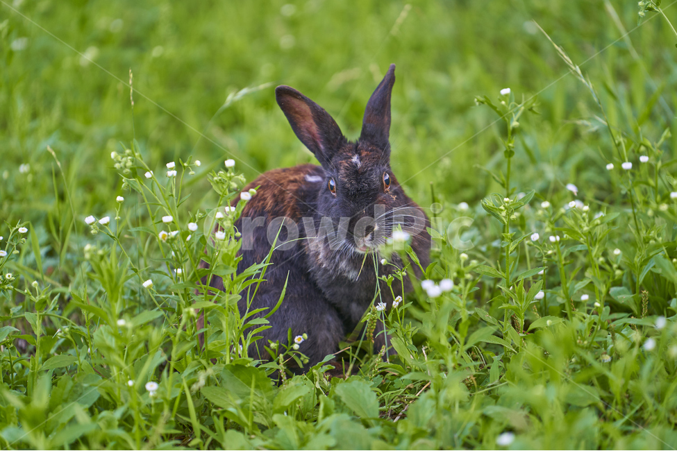 토끼,동물,애완동물,초식동물,rabbit,동물,animal
