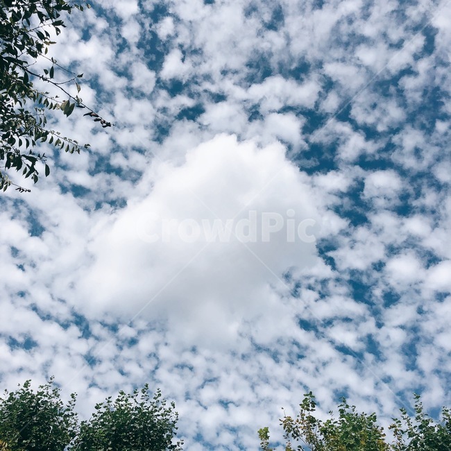 구름,하늘,나무,풍경,sky,파란하늘,cloud,tree,자연,풍경,nature,landscape,outdoors,옥외
