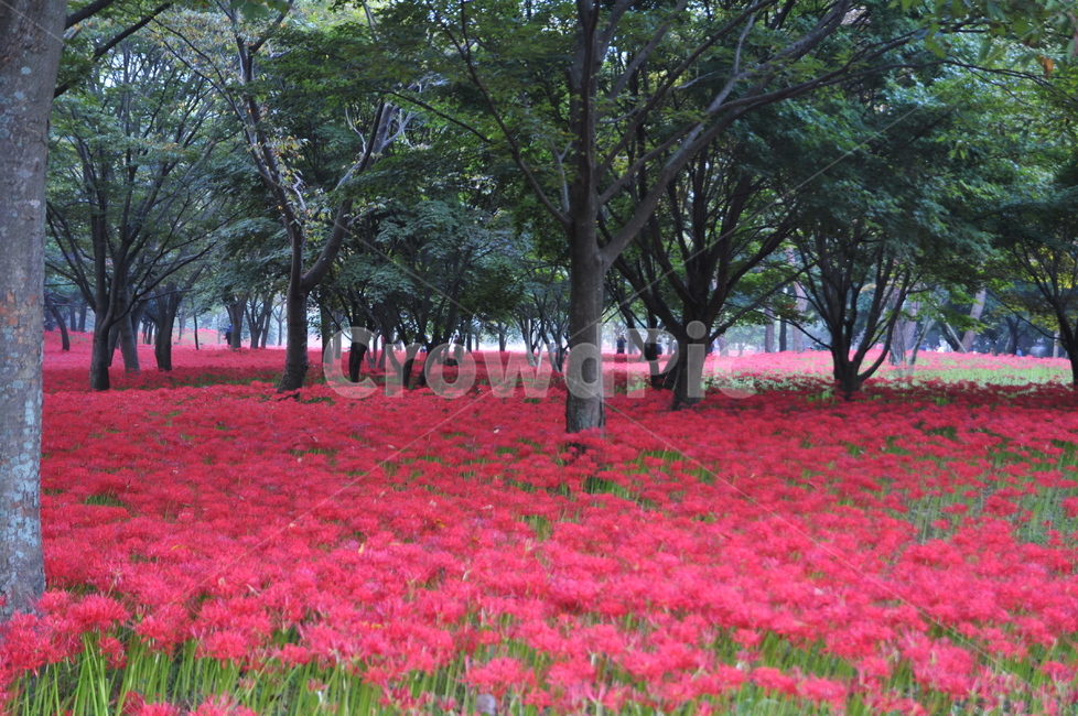 영광,불갑사,상사화,꽃무릇,꽃무릇축제,상사화축제,식물,자연,plants,nature,꽃,flower,나무,trees,wood