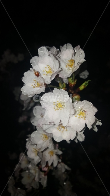 plant,화분,pollen,식물,벚꽃