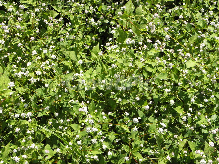 신록,싱그러운,등꽃,녹색,밝은,식물,자연,plants,nature,꽃,flower