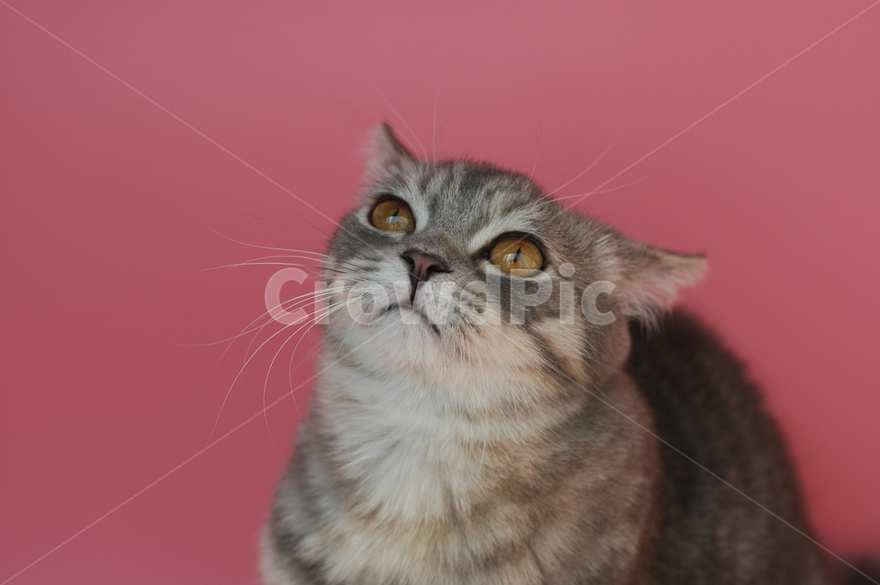 kitten,mixed cat,cat,gray cat