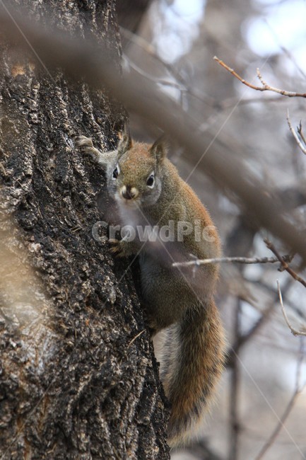 squirrel,청설모,animal,동물,포유류,동물,animal,포유류,mammal