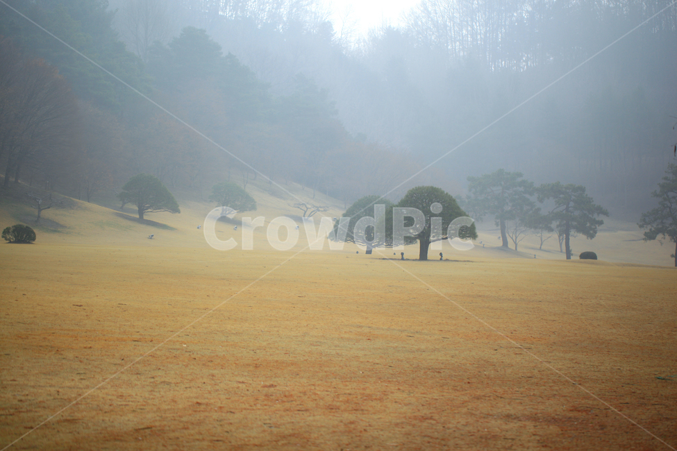 nature,자연,outdoors,옥외,tree,청남대,소나무,잔디,안개,아침풍경,봄,pine